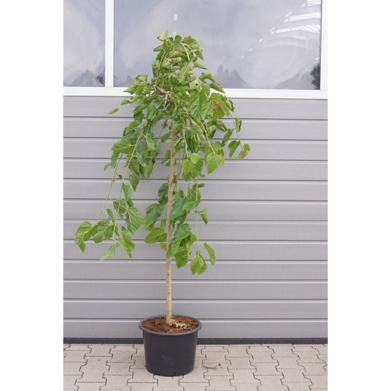 Hängmullbär – Morus alba 'Pendula' - 120 CM Stem C20